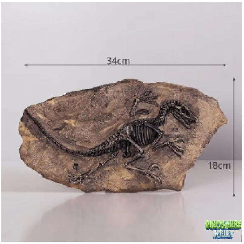 Fossile Velociraptor