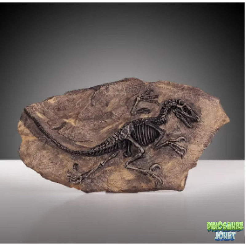 Fossile Velociraptor