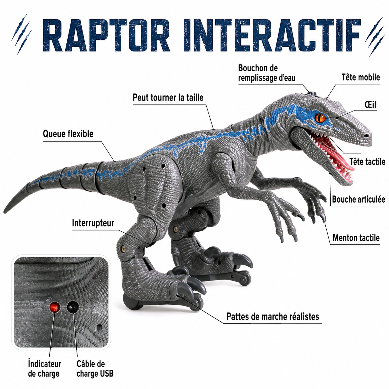 Raptor interactif – schéma des fonctionnalités