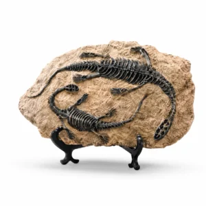 fossil plesiosaure en resine sculpture artistique vue de face